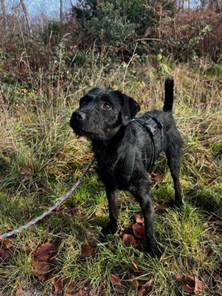 Moncsi, hübsches Sensibelchen, ca. 3 Jah