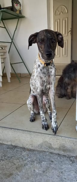 🐾 À L’ADOPTION – ALMA, petite battante au grand cœur 🐾