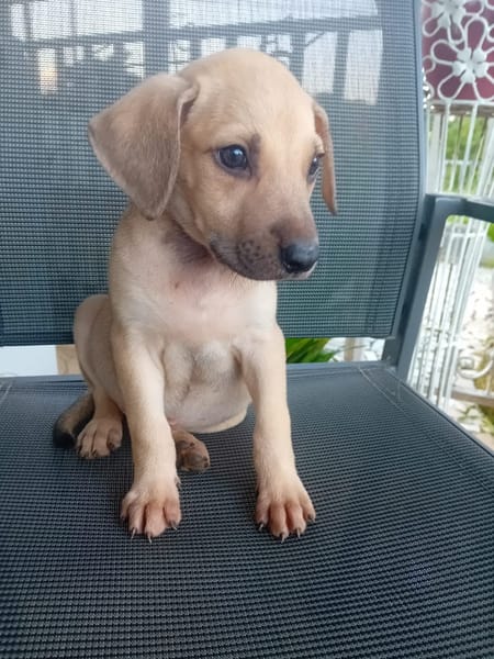 🐾 À L’ADOPTION – DIESEL, petit sable au cœur tendre 🐾