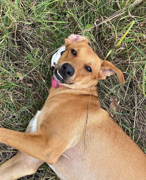 CHOUPY, Mâle berger créole junior