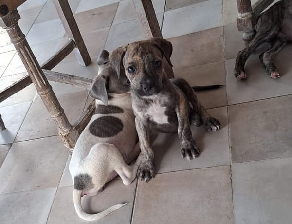 HERMES, chiot berger créole mâle