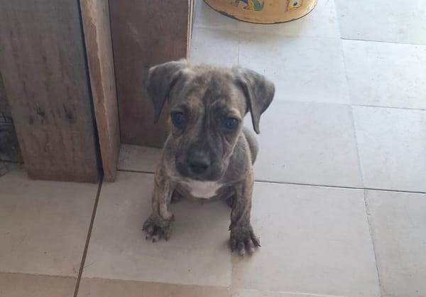 HERMES, chiot berger créole mâle