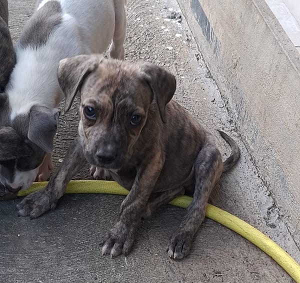 HERMES, chiot berger créole mâle