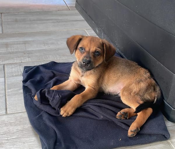 SNOW, chiot berger créole mâle