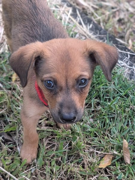 SNOW, chiot berger créole mâle