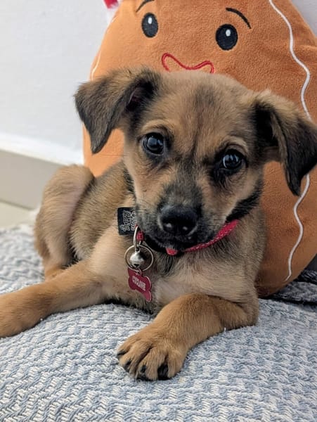 SNOW, chiot berger créole mâle