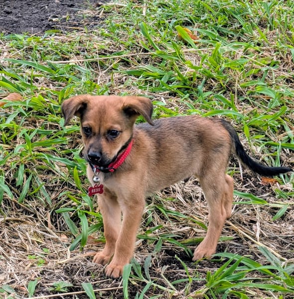 SNOW, chiot berger créole mâle