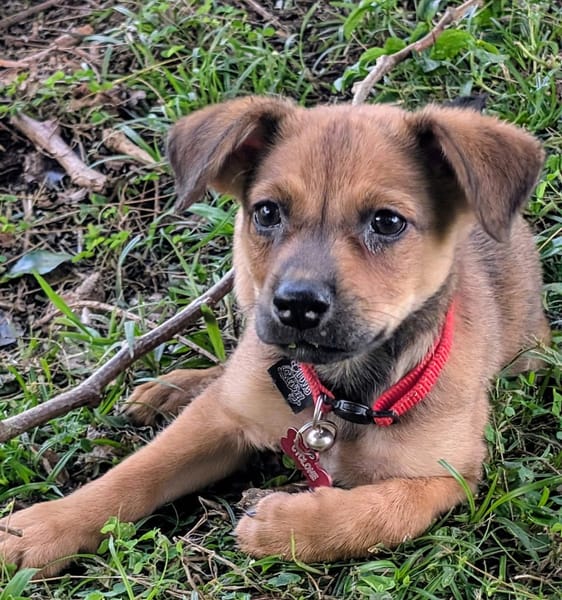 SNOW, chiot berger créole mâle
