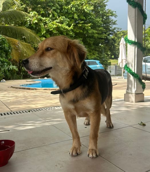 TAM, Femelle berger créole junior