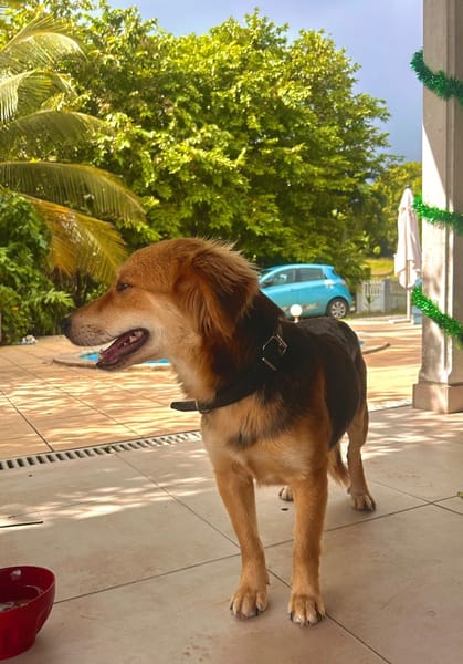 TAM, Femelle berger créole junior