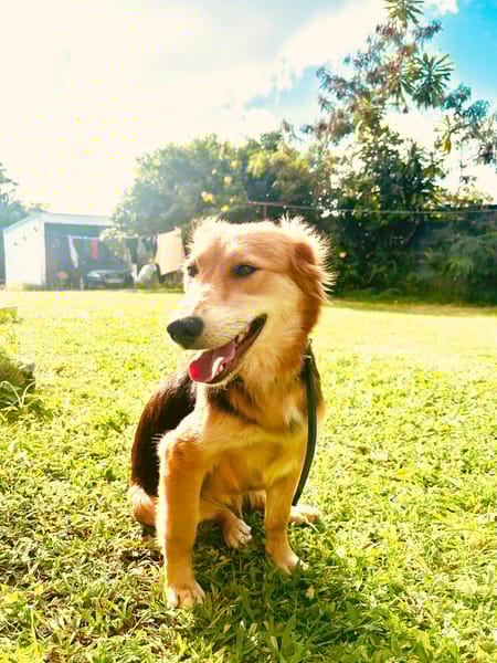 TAM, Femelle berger créole junior