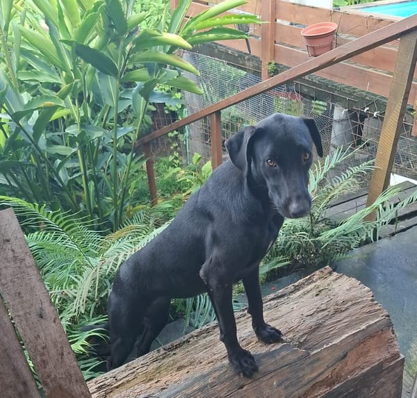 USLA, Femelle junior Berger Créole