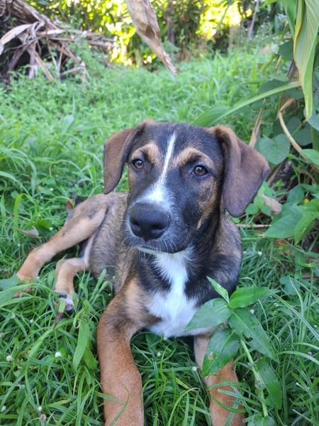 YUKI, chiot Berger Créole mâle