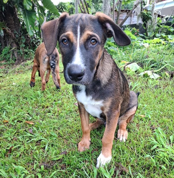 YUKI, chiot Berger Créole mâle