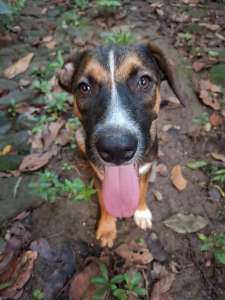 YUKI, chiot Berger Créole mâle