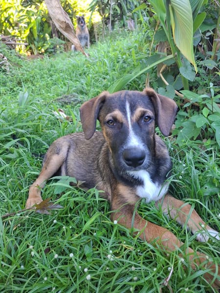 YUKI, chiot Berger Créole mâle
