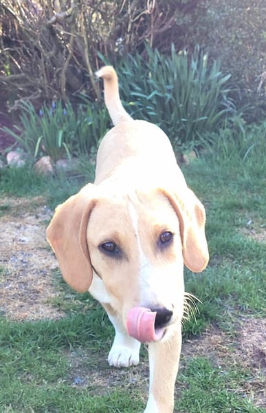 Quierlig, aktiv & liebevoll: Rocky eben