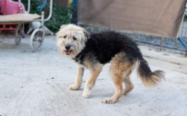 Liebenswerter Strubbel sucht ein einfühl