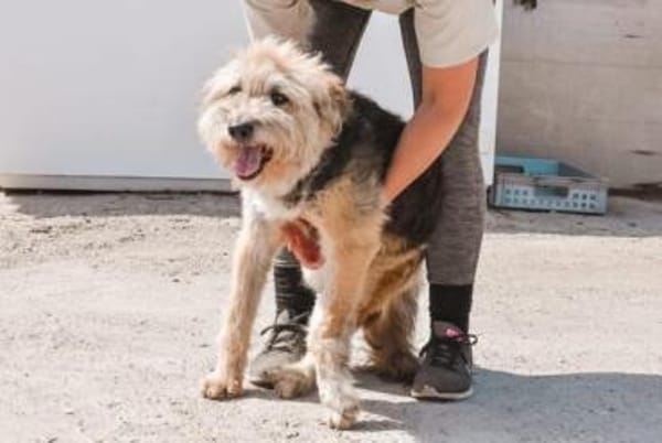 Liebenswerter Strubbel sucht ein einfühl