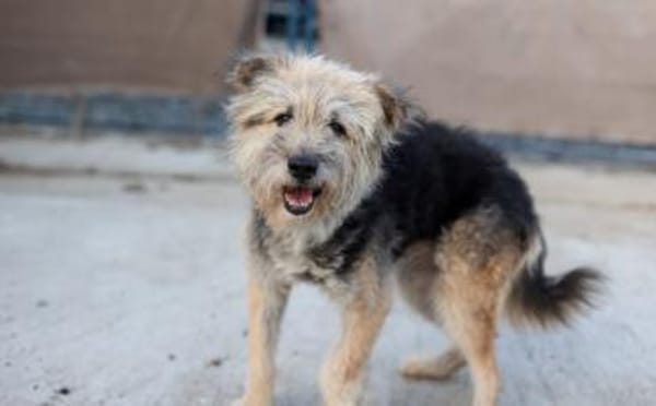 Liebenswerter Strubbel sucht ein einfühl