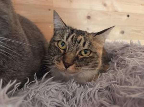 RUBIA-hübsche, sanfte Katzendame