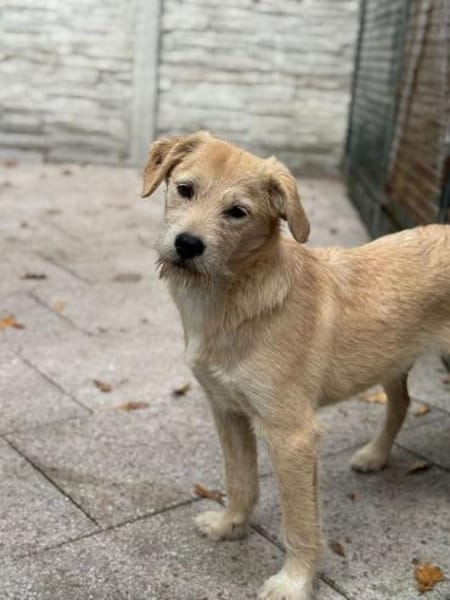 BARNY-zuckersüßer Jung-Rüde, 44 cm(w)