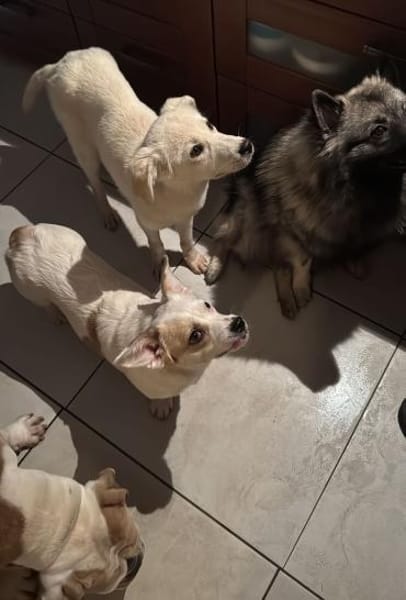 Knut - freundlich, lernwillig - in DE