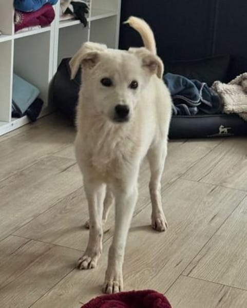 Knut - freundlich, lernwillig - in DE