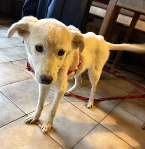 Knut - freundlich, lernwillig - in DE