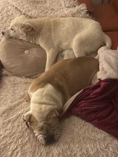 Knut - freundlich, lernwillig - in DE