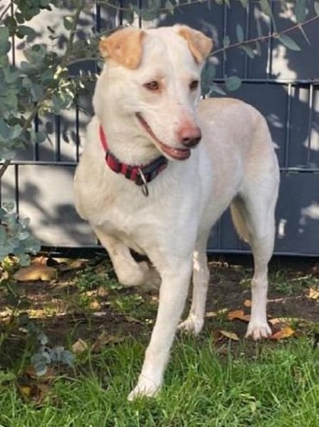 MALEEN-sanfte, wunderschöne Hündin,47cm