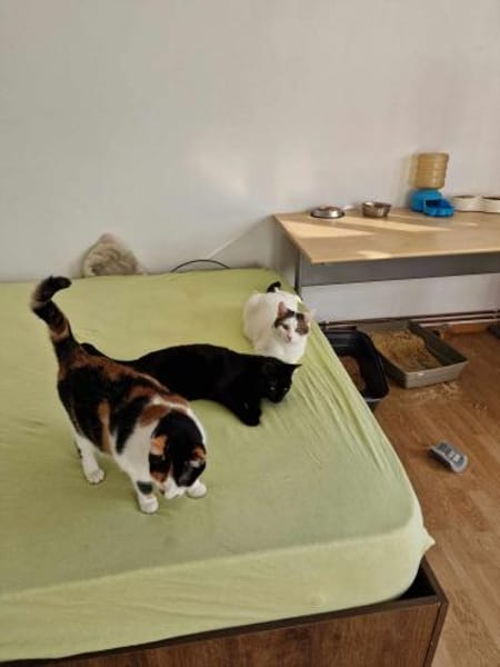 Wim sucht warmes Körbchen