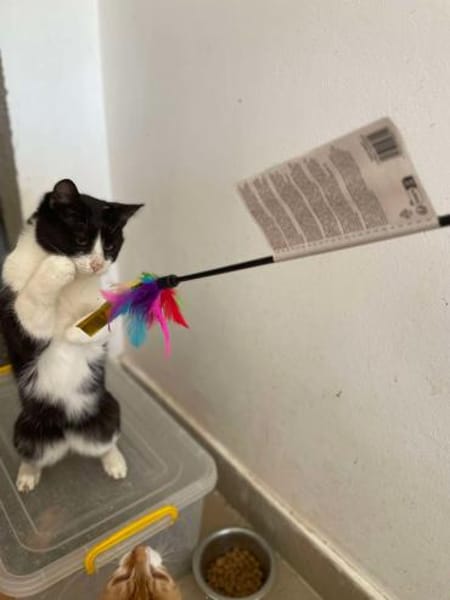 Onnea - hübsche Samtpfote sucht Zuhause