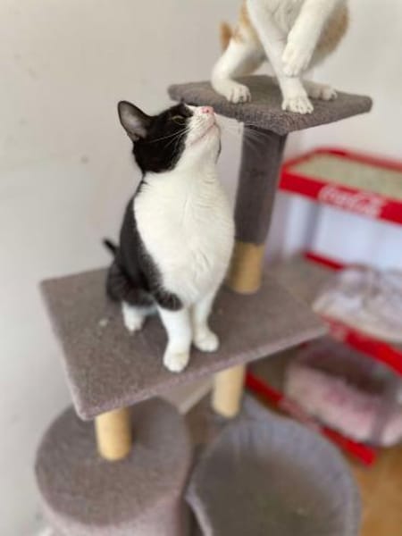 Onnea - hübsche Samtpfote sucht Zuhause