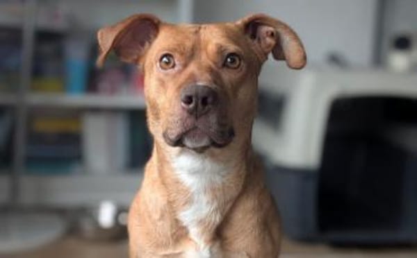 Wer schenkt Camelia ein Zuhause?