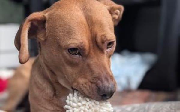 Wer schenkt Camelia ein Zuhause?