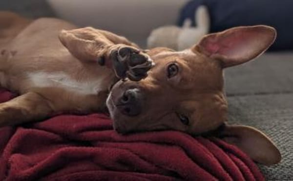 Wer schenkt Camelia ein Zuhause?