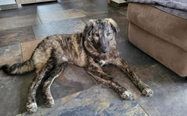 Herzensbrecher Makaio