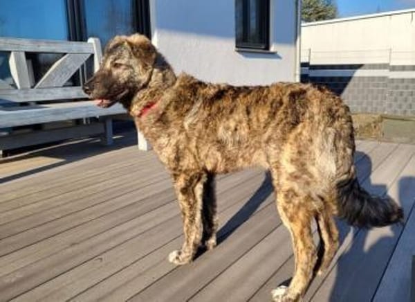 Herzensbrecher Makaio