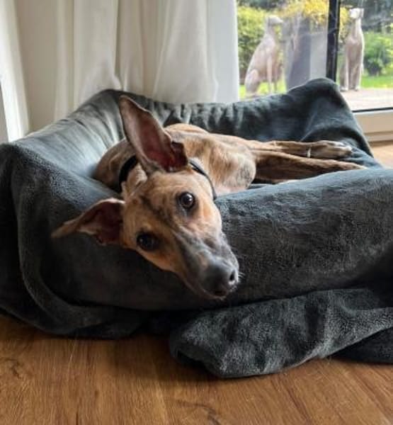 Pandorra -liebevoll, anschmiegsam - in D