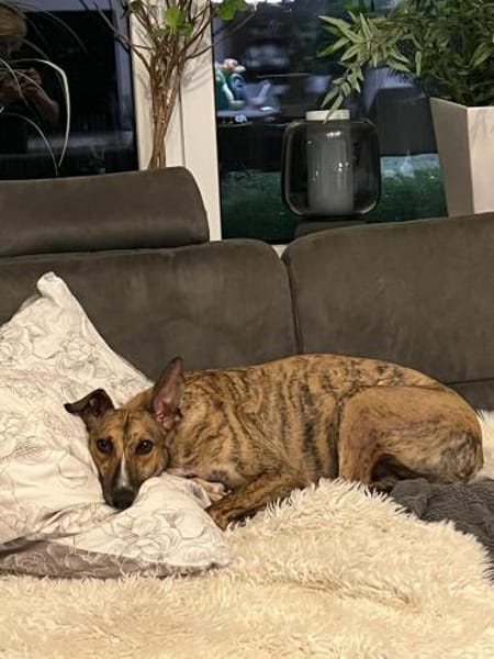 Pandorra -liebevoll, anschmiegsam - in D