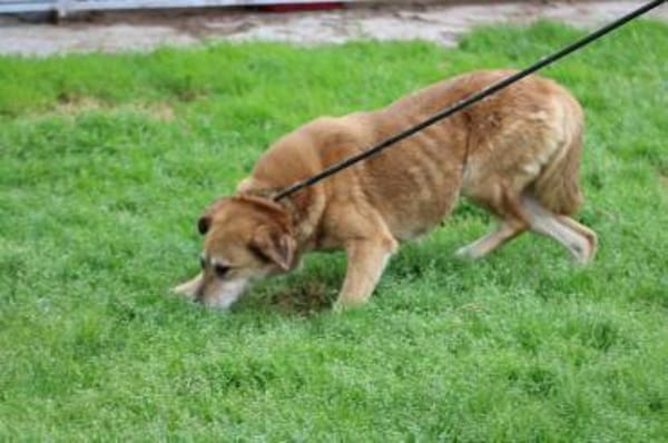 Mandela - sehr lieb u. verschmust