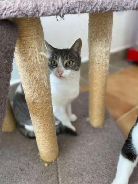 Meyna, Samtpfote mit den großen Augen