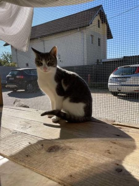 Meyna, Samtpfote mit den großen Augen