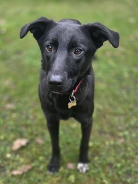 LANA-zarte, wunderschöne Hündin, 56 cm