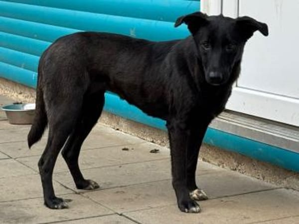 LANA-zarte, wunderschöne Hündin, 56 cm