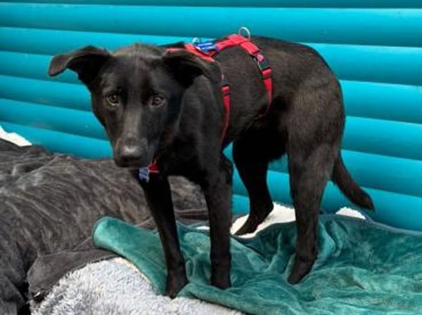 LANA-zarte, wunderschöne Hündin, 56 cm