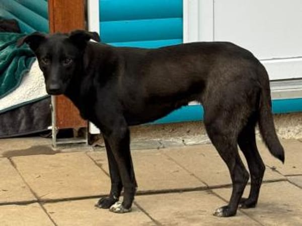 LANA-zarte, wunderschöne Hündin, 56 cm