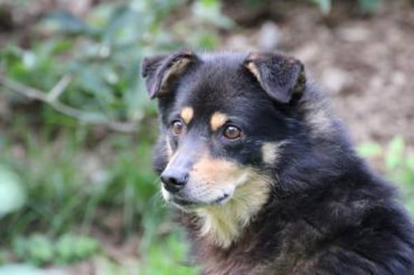 Cangu - zutraulich u. liebenswert