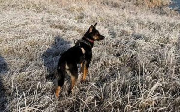 Cosmo wartet auf dich